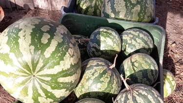 Gaiman en Chubut celebra la Fiesta del Citrón. Foto archivo. 