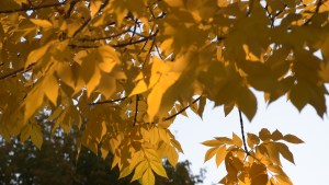 Máximas de 20°C Alto Valle de Neuquén y Río Negro: ¿Hasta cuándo habrá días cálidos y qué pasa con el viento?