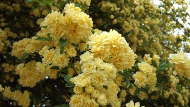 Incorporar el rosal de Banksia u otras trepadoras en el jardín es una excelente manera de añadir color, aroma y vida a los espacios exteriores, creando ambientes acogedores y llenos de encanto.​


