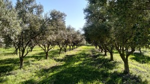 Confirmado: este milenario cultivo se adapta en Río Negro