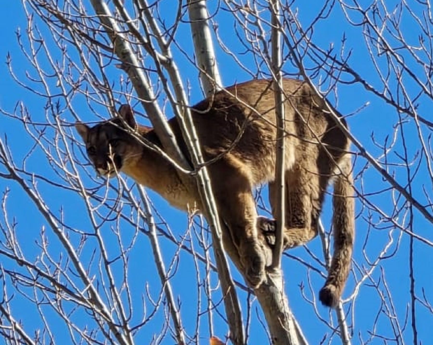 El puma fue encontrado en un árbol en China Muerta, Plottier. (Gentileza)