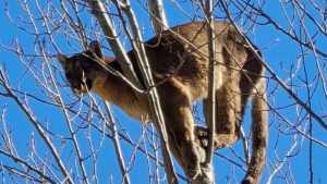 Rescataron al puma de Plottier con una grúa tras dispararle un tranquilizante: estaba a más de 10 metros de altura