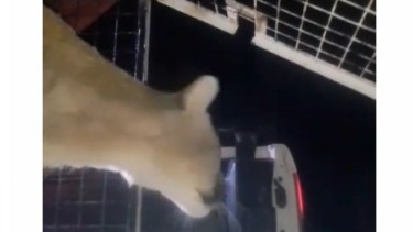 Primeros pasos: el momento en el que liberaron al puma que apareció sobre un árbol en Plottier