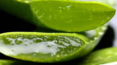 Con pequeños gestos diarios, tu piel puede beneficiarse de la sabiduría natural que el aloe vera ofrece desde hace siglos.

