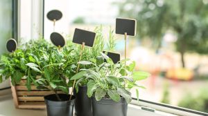 Las plantas que crecen fácil en casa y pueden ayudarte con el estrés, la digestión y el sueño