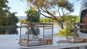 Reclamo y diferencias de “visión” en el manejo de fauna silvestre en Río Negro