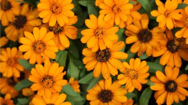 Tener caléndulas en casa es apostar a una planta rústica, generosa y multifunción. Es fácil de cuidar, embellece con sus colores vivos, atrae biodiversidad y ofrece recursos terapéuticos naturales.

