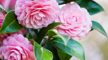 Plantar en otoño permite que los arbustos se afiancen en el suelo antes de la llegada del invierno, lo que les da una ventaja para florecer con fuerza en las siguientes temporadas.