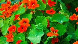 La flor comestible que se planta en otoño y también se usa como remedio natural