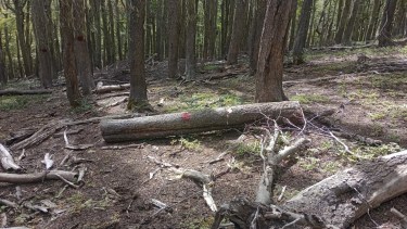 La fiscalía detectó la tala de árboles lengas en una zona que figura como amarilla en la ley de bosques. Foto: gentileza.