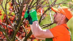 Curso de poda en frutales de pepita y carozo de INTA en Regina: cómo inscribirse