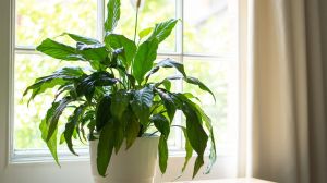 La planta ideal para interiores: purifica el aire y sobrevive con poca luz y riego