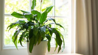 Una excelente opción para empezar —o continuar— cultivando bienestar desde el interior.