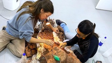 La labor sigue a pleno para conocer más de estos fósiles hallados cerca de Añelo - Foto: Gentileza UNCo.