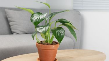 Una gran elección si buscás sumar naturaleza al hogar de forma práctica, estética y sin complicarte.