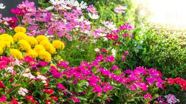 Si querés que tu jardín luzca colorido, perfumado y lleno de vida en el verano de 2026, este es el momento para actuar.