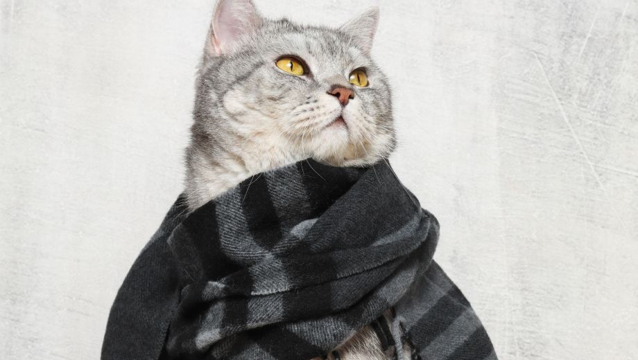 Cuidar su confort no es sobreprotegerlos: es acompañar su instinto natural de buscar calor y seguridad.

