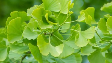Esta planta milenaria puede incorporarse a la rutina de diferentes maneras: comprimidos, extractos líquidos, geles o infusiones elaboradas a partir de sus hojas secas.