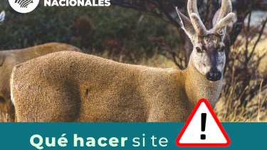 La Campaña preventiva busca fomentar la toma de conciencia para favorecer el regreso del huemul a la zona - Foto: Gentileza Parques Nacionales.
