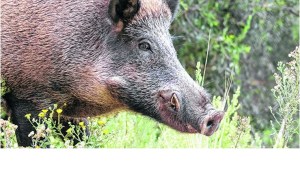 Alerta por un caso de triquinosis en San Martín de los Andes: piden no consumir carne no verificada