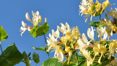 No solo llena de verde y perfume los jardines: también crea barreras naturales, da sombra fresca y favorece la biodiversidad.