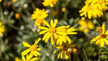 Con flores de intenso amarillo y una resistencia notable al frío, la Euryops pectinatus es una elección ideal para mantener el jardín vibrante durante todo el año.