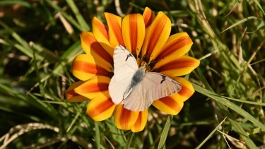 Video l Belleza al vuelo: la mariposa blanca que recibe el otoño con este almuerzo de flores