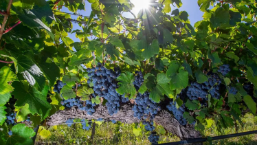 Día del Malbec. La variedad está presente en 18 de las 20 provincias argentinas que tienen plantaciones de vid. 