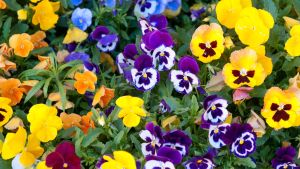 La flor que llena de color el jardín en otoño, resiste el frío del invierno y es fácil de cuidar