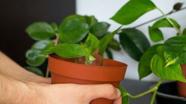 ayuda a eliminar toxinas como el xileno y el monóxido de carbono.

