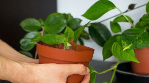 La planta de interior que limpia el aire y sobrevive con poca luz y riego