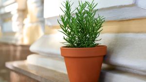 La planta medicinal que alivia dolores, estimula la memoria y se puede tener en maceta