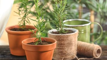 Perfecta para principiantes o para quienes no quieren complicarse, es una de esas plantas que siempre vale la pena tener cerca.

