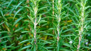 Dónde conviene plantar romero: las especies que no lo acompañan bien y cómo cuidarlo en casa