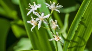 Esta planta florece en otoño, alivia la piel y es más fácil de cuidar que un cactus