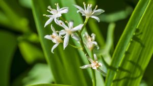 Esta planta florece en otoño, alivia la piel y es más fácil de cuidar que un cactus