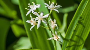 Cultivarla en otoño es sembrar una aliada que no pide mucho, pero devuelve color, calma y equilibrio en cada estación.

