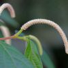 Imagen de Cinco plantas que crecen en la Patagonia y son utilizadas para aliviar distintas molestias