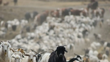 Video | La increíble educación de los chivos en el norte neuquino: ¡Respetan el semáforo!