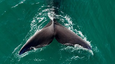 Primer video de ballena franca 2025: a 2500 metros frente a La Rinconada, Las Grutas