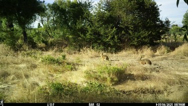 Las cámaras sacan fotos al detectar un movimiento. Foto: gentileza