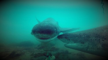 Iniciativa inédita en Santa Cruz: estudian a uno de los tiburones más grandes de la región, el Gatopardo