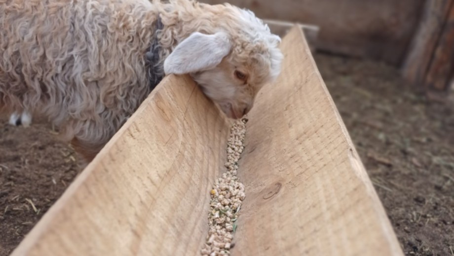 Estos productores han llegado a tener 120 ovejas y hoy, muy pocos llegan a los 100 animales. Foto: gentileza