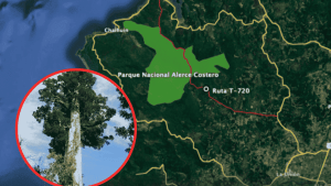 Cuál es el recorrido y dónde está la autopista que pretende derribar al árbol más viejo del mundo en Chile