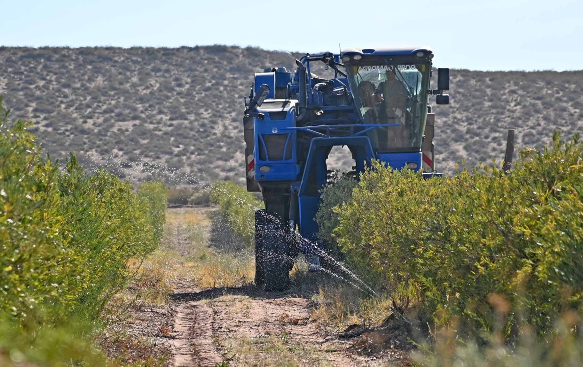 Cosecha de aceitunas en la Patagonia.