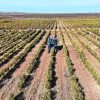 Imagen de Más de 100 hectáreas: la empresa agroindustrial que se sostiene y crece en el centro petrolero de la Patagonia