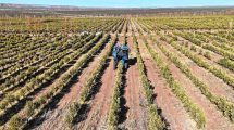 Imagen de Más de 100 hectáreas: la empresa agroindustrial que se sostiene y crece en el centro petrolero de la Patagonia