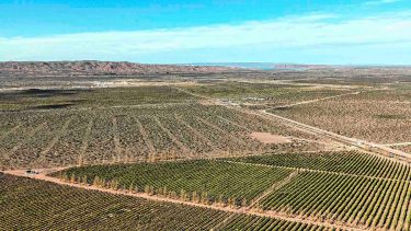 Video | No es petróleo: en Vaca Muerta, un aceite brilla por su calidad