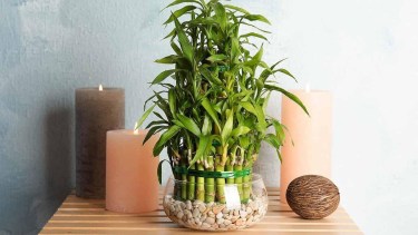 Bambú, la planta de los "mil usos". 