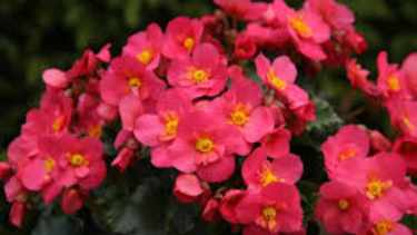 Begonia de invierno.-